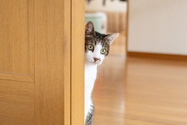顔をのぞかせる猫