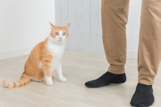 猫に『来客の訪問』に慣れてもらうための方法5つ どこかへ隠れてしまう理由や安心させるコツも
