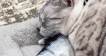 魚のおもちゃを『枕』にして『眠る猫』を見ていると……『驚きの光景』に爆笑の声「二度見してしまったｗ」「寝れるのすごいｗ」と15万再生