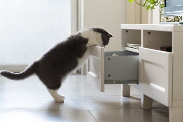 キャビネットを開ける猫