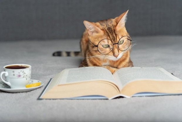 本を読む猫