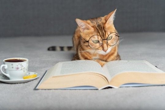『頭のいい猫』が持っている4つの特徴　見られがちな行動から賢く育てるコツまで