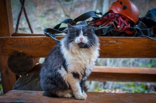 卓越した能力で、多くの登山家を登頂制覇に導いた「山岳ガイド」猫 スイス
