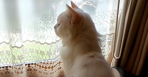 寂しげな表情で窓の外を見つめる『やせ細った元野良猫』→約3年後…「凄い綺麗になって泣」「想像もできなかった」ビフォーアフターに感涙の声