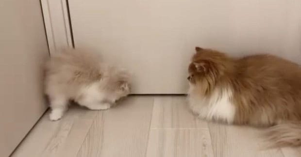 廊下の隅にいた『子猫と先輩猫』→子猫が『体を丸めた』次の瞬間…驚きの行動に「初めて見たw」「大技を会得しててすごい」と反響
