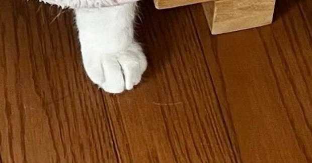 少し前まで寝ていた猫が『ごはんを食べている』と思ったら…飼い主驚愕の『まさかの光景』に１万いいね「素晴らしい着こなし」「可愛すぎｗ」