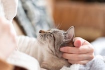猫を亡くしてから『後悔』しやすいこと3つ　今すぐに見直したい習慣や悔いを残さないための心得