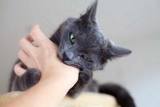 猫がみせる『八つ当たり』のような行動3選 関係ないのに攻撃する理由や対処法も解説
