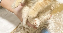 『粉まみれになった保護子猫』→顔を見ると……とんでもなく尊い『情けない表情』に５万いいね「100点満点」「ふにゃふにゃｗ」現在の様子も
