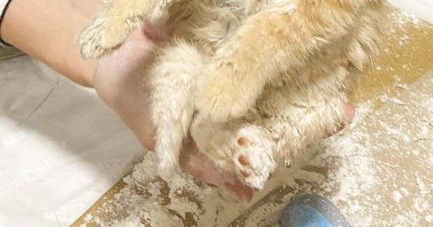 『粉まみれになった保護子猫』→顔を見ると……とんでもなく尊い『情けない表情』に５万いいね「100点満点」「ふにゃふにゃｗ」現在の様子も