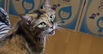 猫が電源の入った『ブルブルマシン』に乗った結果…笑ってしまう『まさかの展開』が171万再生「われわれは宇宙人だ」「楽しんでやがる」