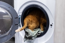 猫が起こしかねない『洗濯機』のトラブル3つ　入りたがる理由から防ぐための対策まで