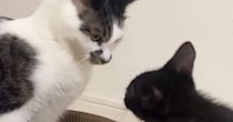 新しい爪とぎを買った結果→『保護子猫と先住猫』が……ほのぼのとした『バトルの様子』に「可愛すぎて言葉がでない」「遊んであげてるｗ」の声