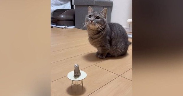『24個目の芸を覚えた猫』→ミニチュアテーブルを置いて指示すると…微笑ましすぎる光景が105万再生「なんて穏やかなｗ」「犬すぎる猫ｗ」