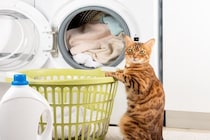 猫の『オモチャ』を洗濯したほうが良い理由3つ　洗わないことで起こる問題やお手入れのコツ