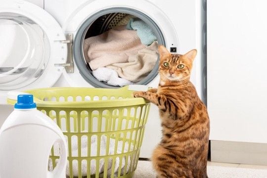 猫の『オモチャ』を洗濯したほうが良い理由3つ　洗わないことで起こる問題やお手入れのコツ