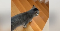 『寂しがり屋の猫』→飼い主といっしょに『家の中を移動』していると…あまりにも尊い光景が32万再生「笑顔になっちゃうね」「本当かわいい」