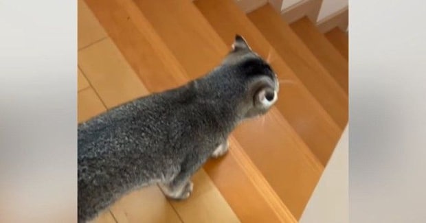 『寂しがり屋の猫』→飼い主といっしょに『家の中を移動』していると…あまりにも尊い光景が32万再生「笑顔になっちゃうね」「本当かわいい」