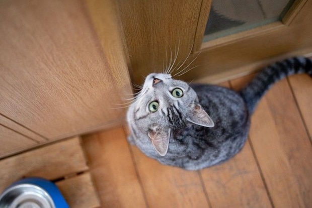 ドアの前で待つ猫