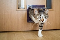 『猫用ドア』を導入するメリット3つ　より快適に過ごせる？取り付けるときの注意点まで