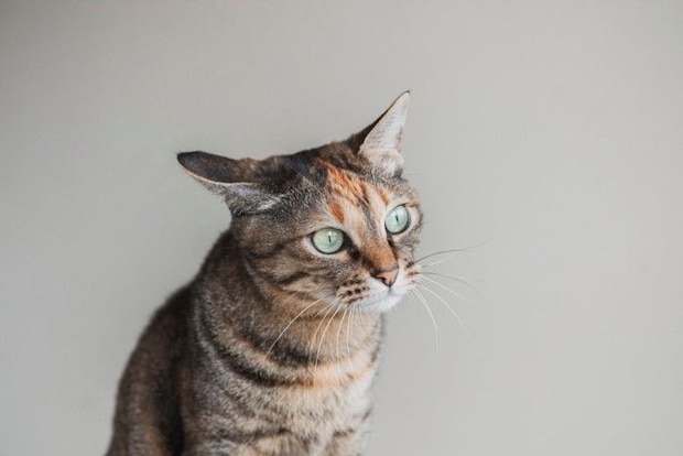 遠くを見る猫