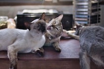 『同居する猫の死』を猫はどう感じているの？　起こりうる変化や飼い主ができるケア方法まで