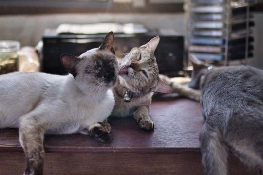 『同居する猫の死』を猫はどう感じているの？　起こりうる変化や飼い主ができるケア方法まで