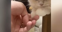 テーブルの上でくつろいでいた子猫→揃えられた『前足』を触ってみると…可愛すぎる光景が48万再生「食べちゃいたい」「すごい脱力してる」