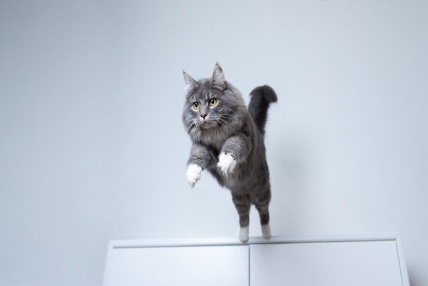 棚の上から飛び降りる猫