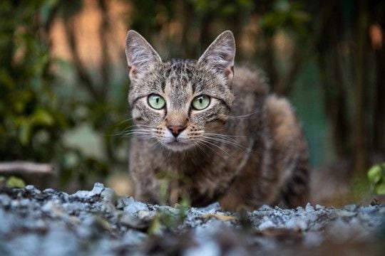 ふとした瞬間に感じる『猫のカッコいい一面』5選　思わず見惚れてしまう姿や魅力とは