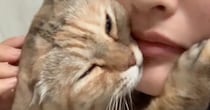 飼い主に抱き着くネコ→『なでなで』してもらった後に……尊すぎる『まさかの行動』が256万再生「大好きでたまらないんだｗ」「犬系だね」