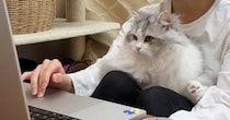 オンラインミーティング中、『甘えん坊の猫』がやってきた結果→真剣に画面を見つめて…可愛すぎる光景に「癒されたｗ」「羨ましい環境」の声