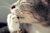 猫の『ヒゲ』を見れば気持ちが読み取れる？3つの状態別の心理や見分け方のコツ