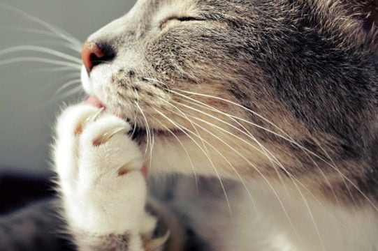 猫の『ヒゲ』を見れば気持ちが読み取れる？3つの状態別の心理や見分け方のコツ
