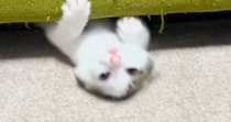 子猫が『ソファを使った遊び』にハマった結果…ずっと見ていたくなる『まさかの動き』が230万再生「めっちゃ好きｗ」「前世、水泳選手ｗ」