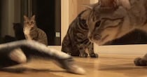 猫たちに『動く魚のおもちゃ』をあげた結果…様々な反応を見せる『微笑ましい様子』が26万再生「みんなの反応が可愛すぎる」「ゴキゲンだね」