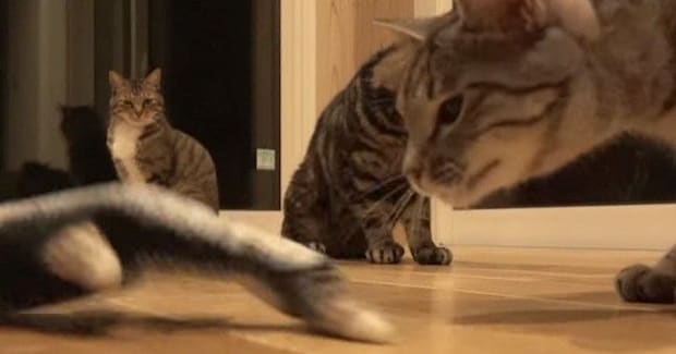 猫たちに『動く魚のおもちゃ』をあげた結果…様々な反応を見せる『微笑ましい様子』が26万再生「みんなの反応が可愛すぎる」「ゴキゲンだね」