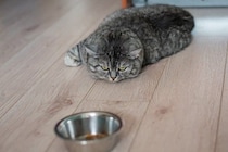 猫の『うつ病』は存在するの？見逃せない5つの症状や飼い主にできる対処法まで解説