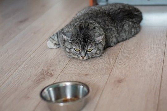 猫の『うつ病』は存在するの？見逃せない5つの症状や飼い主にできる対処法まで解説