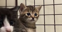 小さなホウキを使って掃除を始めると、『子猫たち』が……尊いリアクションに「愛おしすぎて泣いちゃう」「キスしたい」と60万再生