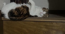 階段でくつろいでいた猫→バランスを崩した結果…『可愛すぎる表情』に笑ってしまう人が続出「ちゃんとカメラ目線ｗ」「よく撮れてるｗ」