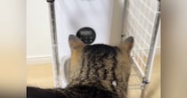 自動給餌器の周りをうろうろする猫→『ごはんの出てくる音』が聞こえると…可愛すぎる光景が14万再生「笑ってしまったｗ」「いい反応ｗ」