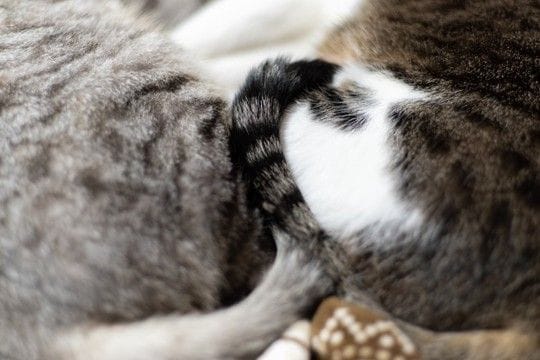 猫が『しっぽを巻き付ける』ときの理由4つ 自分以外に絡ませる意味や応え方も解説