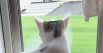 大好きなママが帰ってきたことに気づいた猫…あまりにも尊い『お出迎えの様子』が117万再生「テンションの上がり具合が凄いｗ」「犬みたい」