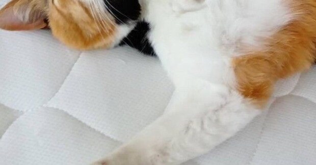 仰向けの状態で『熟睡していた三毛猫』→顔を見たら……思わず笑みがこぼれる『尊い光景』に「幸せそう」「かわいいｗ」とSNSで反響