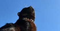 青空を見上げる猫→近くにある『雲の形』を見ると……奇跡的な瞬間に「とっても素敵」「心の声が出たのかなｗ」と反響