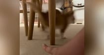 すばしっこくて捕まえられない子猫→『母猫の鳴きマネ』で呼んでみた結果…驚きの反応が64万再生「凄いスピード」「上手くて笑った」と話題