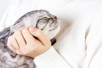 猫と『いい関係』を保つための習慣7つ　飼い主が意識したい接し方や距離感とは