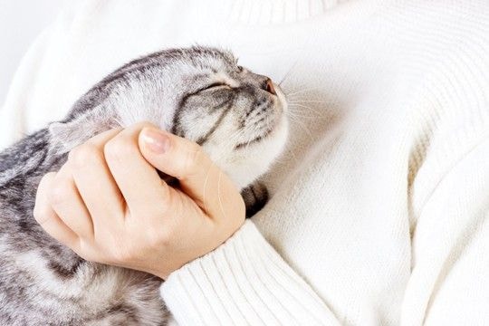 猫と『いい関係』を保つための習慣7つ 飼い主が意識したい接し方や距離感とは