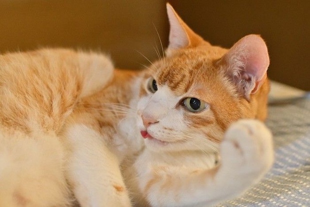 舌を出している猫